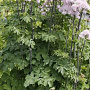 Thalictrum Nimbus Pink GM P9