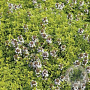 Thymus citriod. 'Aureus' GM 2,0L