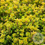 Thymus citriod. 'Golden Dwarf' GM P9