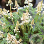 Tiarella 'Timbuktu' GM P9