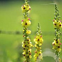 Verbascum nigrum album GM P9