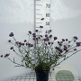 Verbena bon. 'Lollipop' GM 2,0L