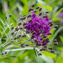 Vernonia gigantea GM P9
