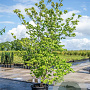 Cornus florida 200-225 cm cont. 90L