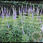 Veronicastrum virg. 'Apollo' GM P9