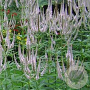 Veronicastrum virg. 'Roseum' GM P9