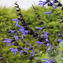 Salvia 'Carines Amazing Blue' GM P9