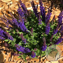 Salvia nem. Blue Bouquetta GM P9