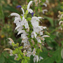 Salvia prat. 'Swan Lake' GM P9