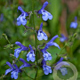 Salvia uliginosa 'African Skies' GM P9