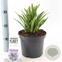 Agapanthus 'Dr Brouwer' 25-30 cm 3,0L