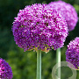 Allium 'Ambassador' GM  P11