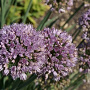 Allium senescens 'Meise' GM P9