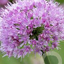 Allium senescens 'Pink Planet' GM P9