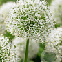 Allium stipitatum 'White Giant' GM  P11