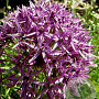 Allium 'Violet Beauty' GM P9