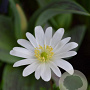 Anemone blanda 'White Splendour' GM P9