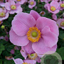 Anemone h. 'Praecox' GM P9
