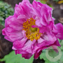 Anemone hyb. 'Carmen' GM P9