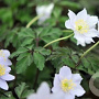 Anemone nemorosa 'Parlez Vous' GM P9