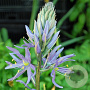 Camassia cusickii 'Zwanenburg' GM  P11