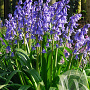 Hyacinthoides hispanica 'Excelsior' GM P9