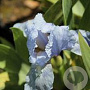 Iris (P) 'Blue Denim' GM P9
