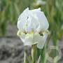 Iris (P) 'Dream Stuff' GM P9