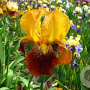 Iris (G) 'Howard Weed' GM P9