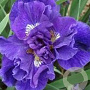 Iris sib. 'Kaboom' GM P9