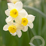 Narcissus (taz) 'Minnow' GM P9