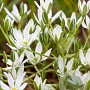 Ornithogalum umbellatum GM P9