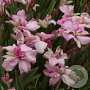 Rhodohypoxis baurii confecta GM P9