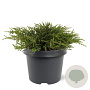 Juniperus communis 'Repanda' 25-30 cm 3,5L