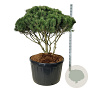 Pinus mugo mughus 100-125 cm cont. 285L scherm