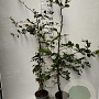 Fagus sylvatica 125-150 cm 5,0L