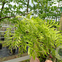 Gleditsia triac. 'Skyline' 8-10 HO draadkluit