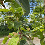 Malus baccata 'Street Parade' 6-8 HO draadkluit