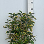 Elaeagnus ebb. 'Gilt Edge' 60-80 cm 10L