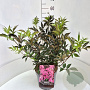Sambucus nigra Black Beauty 60-80 cm 10L