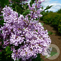 Syringa (V) 'Redwine' 40-50 cm met kluit