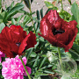 Papaver or. 'Royal Ch. Distinction' GM P9