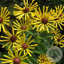 Rudbeckia subt. 'Henry Eilers' GM P9