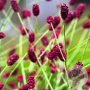 Sanguisorba o. 'Red Thunder' GM P9