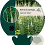 Veronicastrum virg. 'Album' GM P9