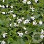 Viola sororia 'Princess Luise' GM P9