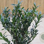 Prunus l. Otto Supreme 25-30 cm met kluit
