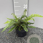 Polystichum polyblepharum GM 2,0L