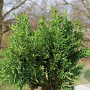 Chamaecyparis o. 'Drath' 175-200 cm draadkluit solitair