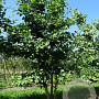 Ginkgo biloba 400-450 cm draadkluit meerstammig